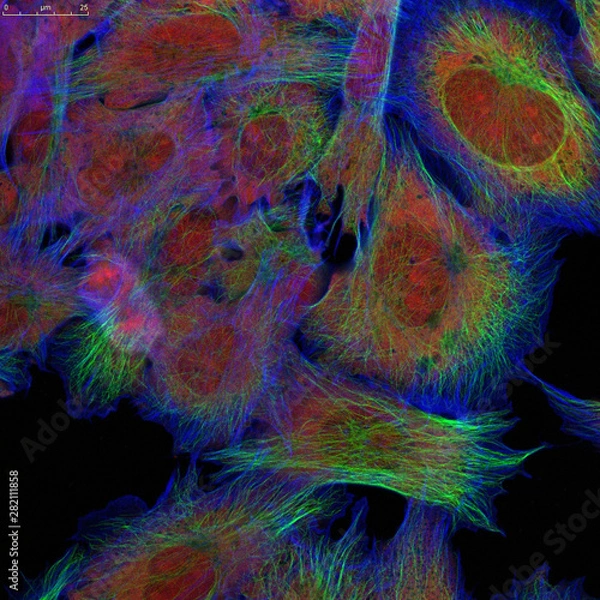 Fototapeta Confocal microscopy of fibroblast cells