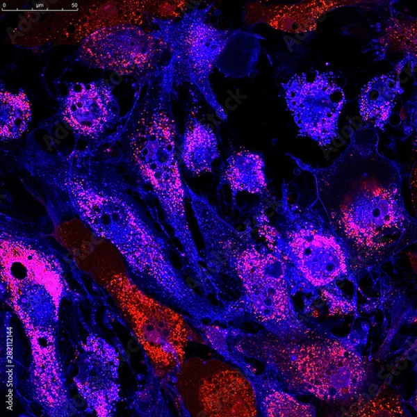 Fototapeta Mitochondria staining in fibroblasts