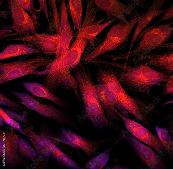 Fototapeta Fibroblast cells mebrane labeled with fluorescent dye