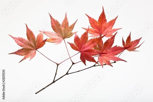 Obraz fallen leaves_176