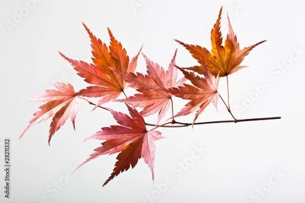 Obraz fallen leaves_137