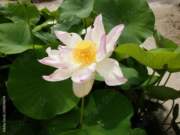 Fototapeta OLYMPUS DIGITAL CAMERA