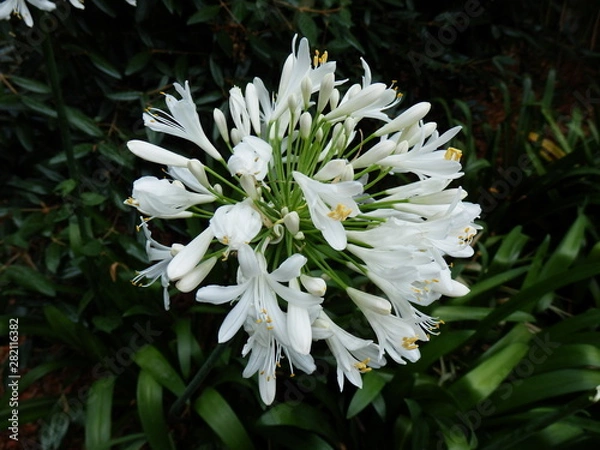 Fototapeta OLYMPUS DIGITAL CAMERA