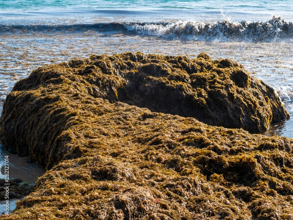 Fototapeta The invasive algae Rugulopteryx okamurae, native to the Pacific Ocean, invades the strait of Gibraltar and produces natural disasters on the beaches