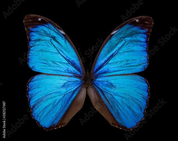 Obraz Morpho didius butterfly isolated on black background