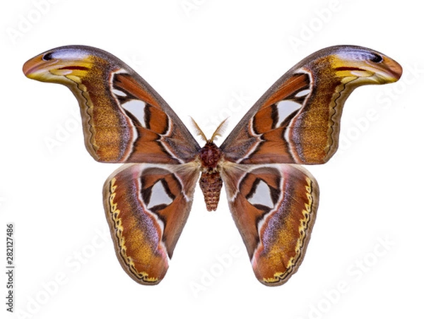Obraz butterfly Attacus atlas isolated on white background