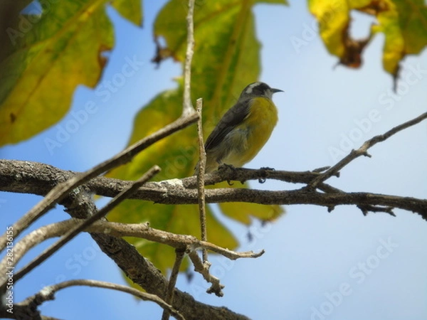 Fototapeta Simple bird