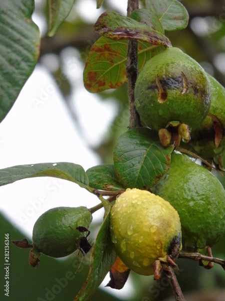 Obraz Brazilian beautiful