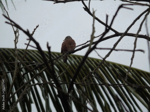 Obraz Brazilian Bird