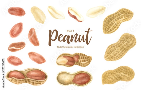 Fototapeta Peanut. Groundnut whole , halves, in shell and individual kernels isolated on white background set.Traditional and healthy peanut butter breakfast food. Watercolor illustration.