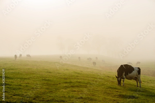 Obraz Cows in early morning fog, Stowe, Vermont, USA