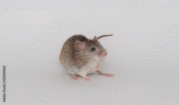 Obraz mouse in front of white background