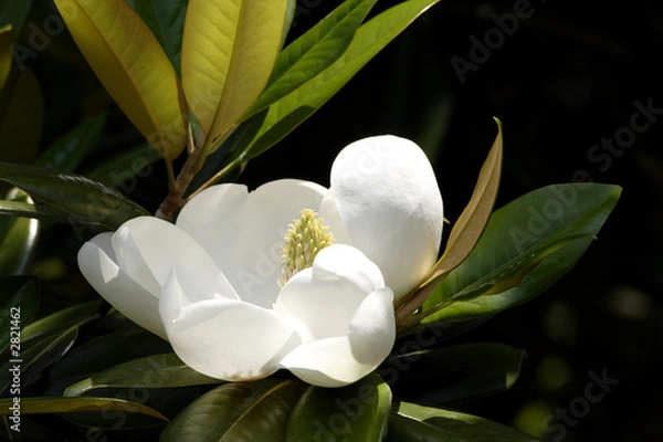 Obraz magnolia południowa