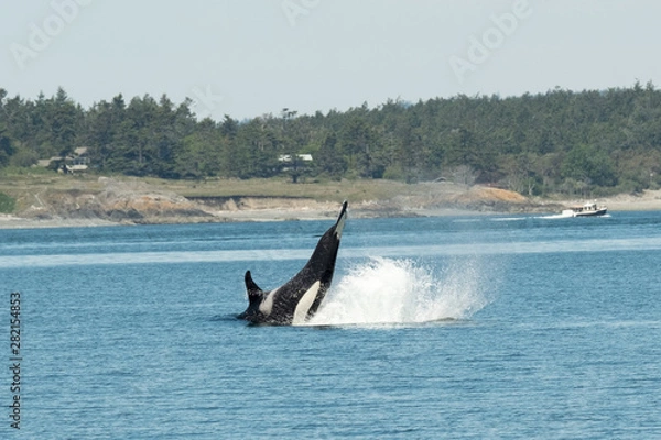 Fototapeta Killer Whales