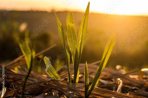 Obraz grass and flowers