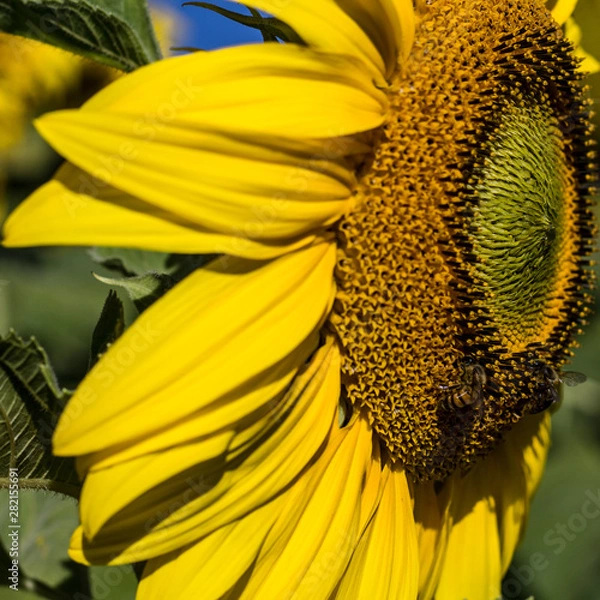 Obraz sunflower and bee