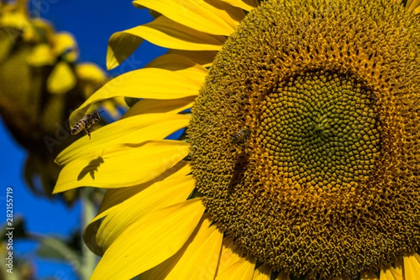 Obraz sunflower and bee