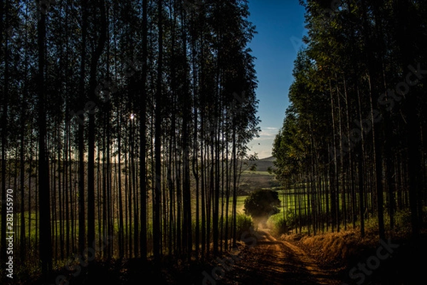 Obraz sunset in the forest