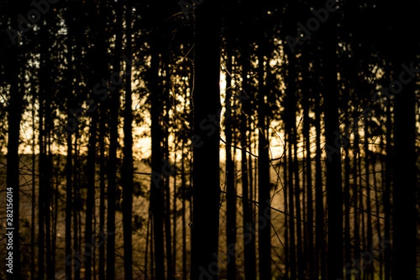 Obraz sunset in the forest