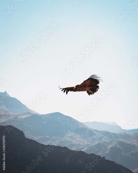 Fototapeta condor in flight