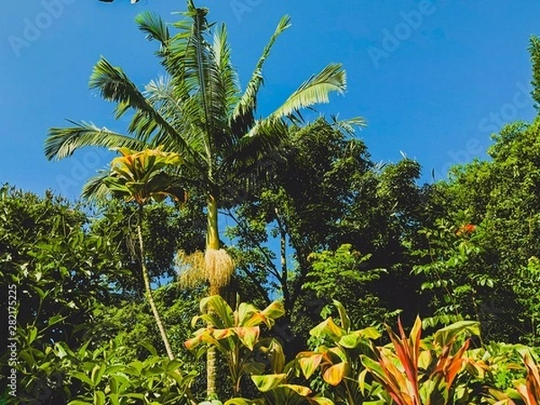 Fototapeta Trees in garden