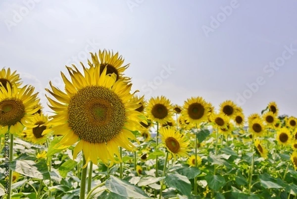 Fototapeta 青空とヒマワリ