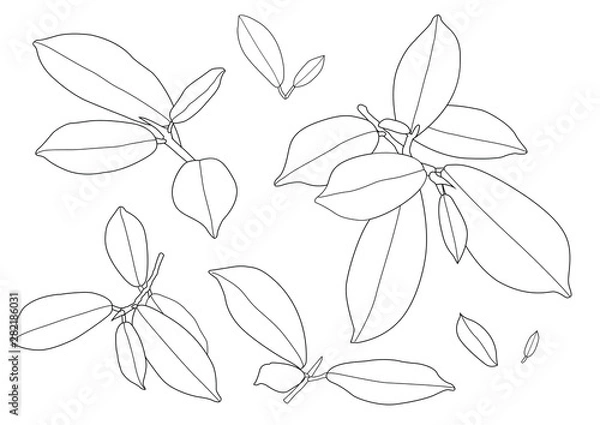 Fototapeta lined pattern leaves are a bouquet fresh on white background illustration vector