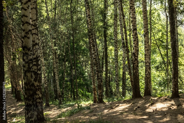 Fototapeta path in forest