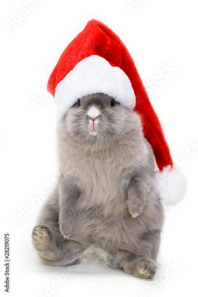 Obraz Bunny in the red santa claus hat