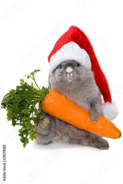 Obraz Bunny in the red santa claus hat with carrot