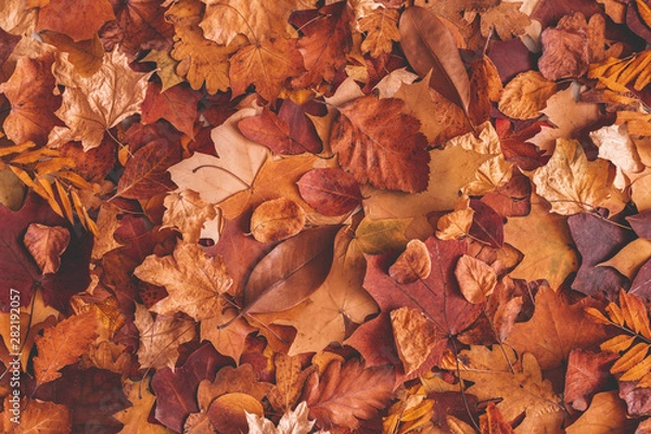 Fototapeta Autumn composition. Texture made of dried leaves. Autumn, fall, thanksgiving day concept. Flat lay, top view, copy space