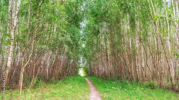 Obraz little birches