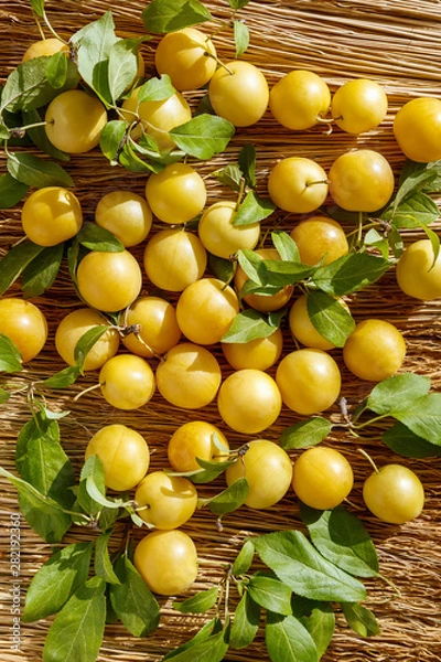 Obraz Ripe yellow plums close-up lie on the straw.