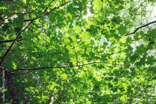 Obraz upper branches of tree