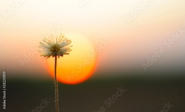 Obraz dandelion on sunset background