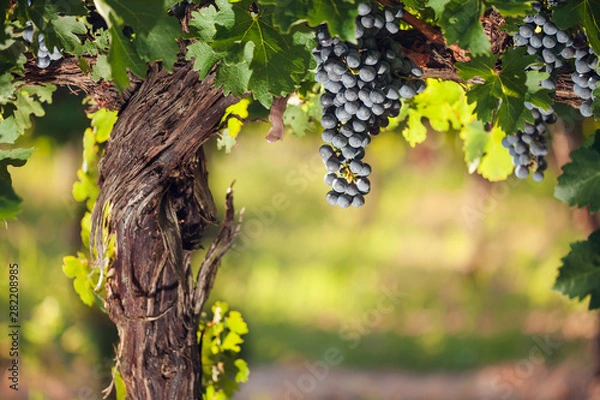 Obraz Wine grapes on a beautiful old grapevine with colorful vineyard backlighting and copy space.