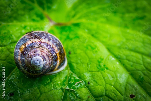 Obraz small snail on green leaf