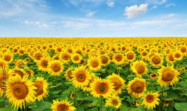 Obraz Sunflowers field on sky