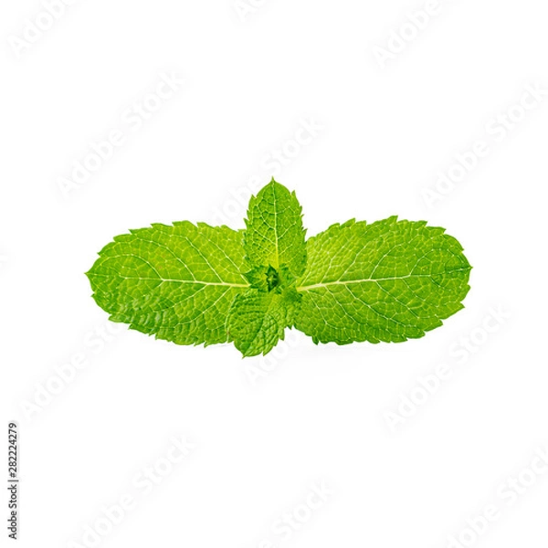 Fototapeta Fresh mint leaves isolated on white background