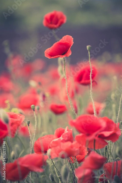 Fototapeta the poppies field