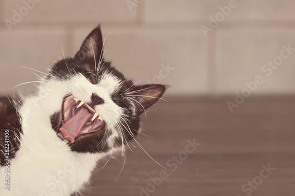 Fototapeta Portrait of a funny black and white cat with open mouth, yawning as if laughing. Positive thinking concept. Sunny tones, close-up, copy space