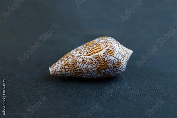 Fototapeta  The seashell lies on a black background of Conus voluminalis 