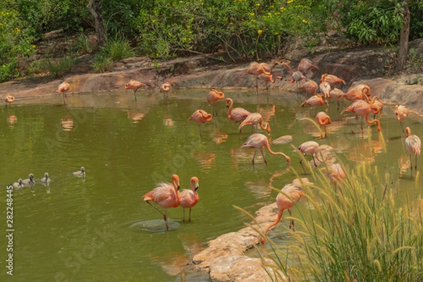 Fototapeta A flock of pink flamingos in Vietnam.