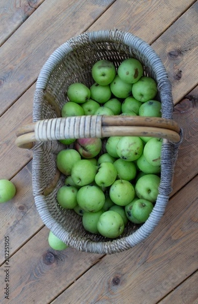 Obraz green apples in a bucket