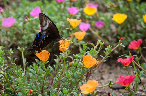 Obraz オレンジの花とカラスアゲハ