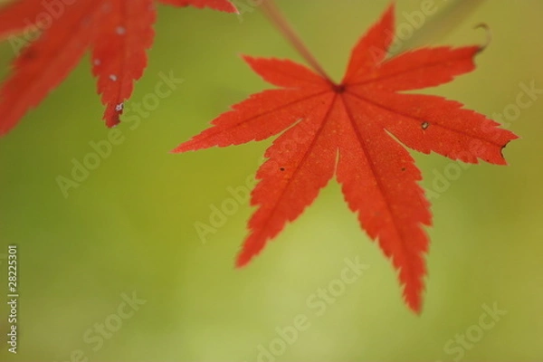 Fototapeta 赤いカエデの葉