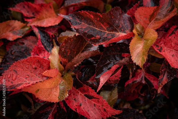 Obraz 赤と黒の葉、雨の日