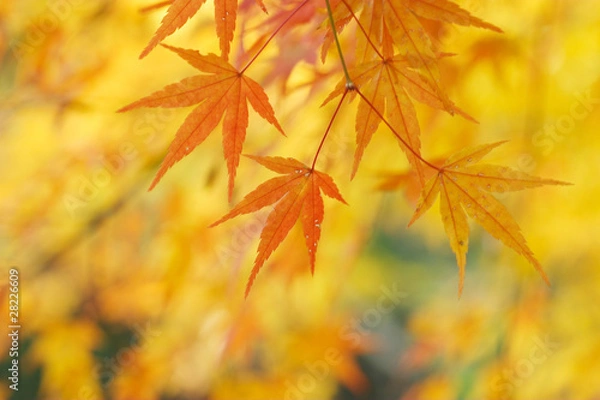 Fototapeta オレンジ色のカエデ