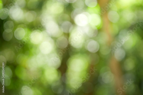 Obraz Sunny abstract green nature background, Blur park with bokeh light , nature, garden, spring and summer season