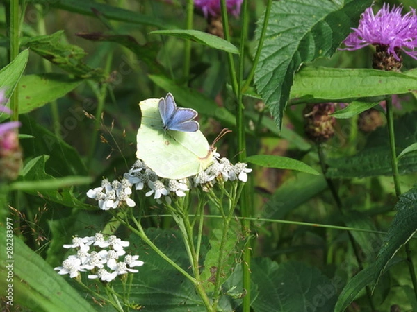 Obraz Polyommatinae sitting on a common brimstone